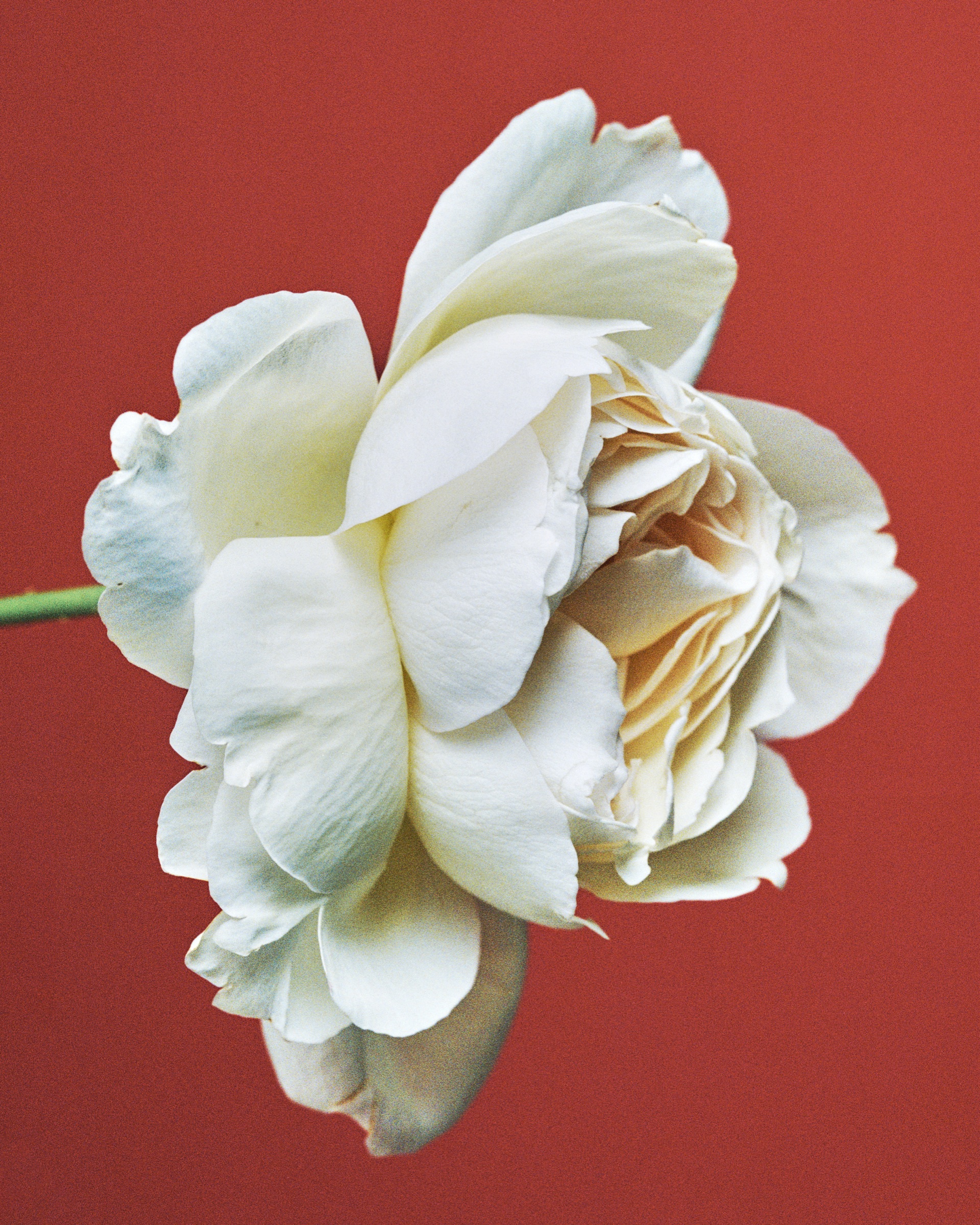 Georg Jensen Lituus campaign photographed and filmed by Valentin Abad. Image 5 of 6.